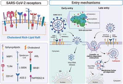 Frontiers | Cholesterol-Rich Lipid Rafts as Platforms for SARS-CoV